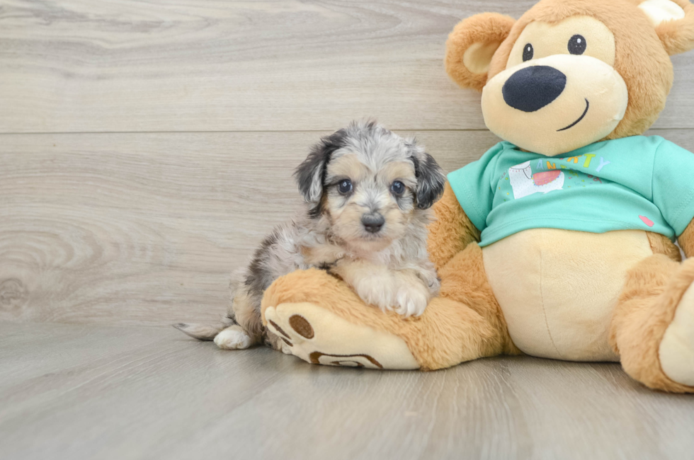 5 week old Mini Aussiedoodle Puppy For Sale - Premier Pups