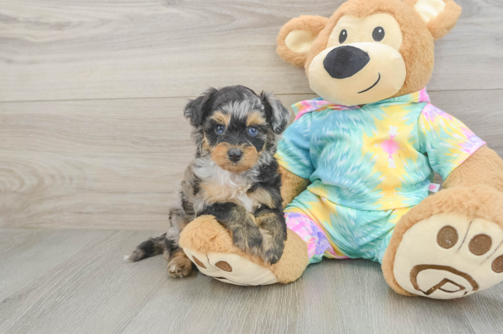 5 week old Mini Aussiedoodle Puppy For Sale - Premier Pups