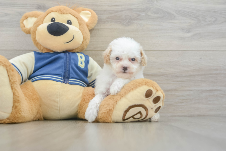 Hypoallergenic Aussiepoo Poodle Mix Puppy