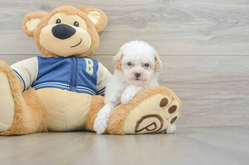 5 week old Mini Aussiedoodle Puppy For Sale - Premier Pups