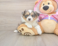 5 week old Mini Aussiedoodle Puppy For Sale - Premier Pups