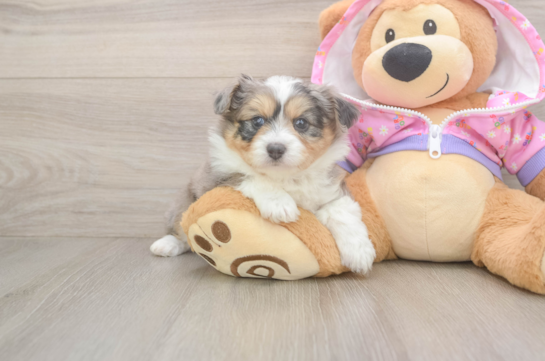 Mini Aussiedoodle Pup Being Cute