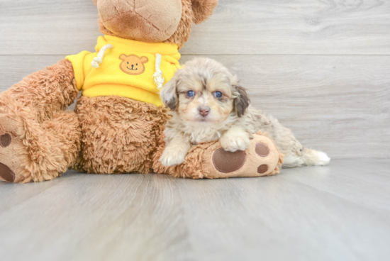 Sweet Mini Aussiedoodle Baby