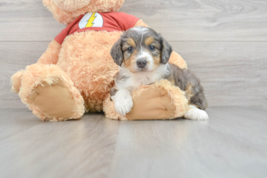 Best Mini Aussiedoodle Baby