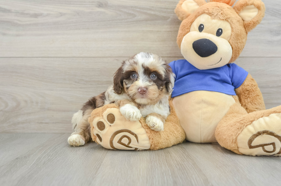 6 week old Mini Aussiedoodle Puppy For Sale - Premier Pups