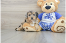 Happy Mini Aussiedoodle Baby