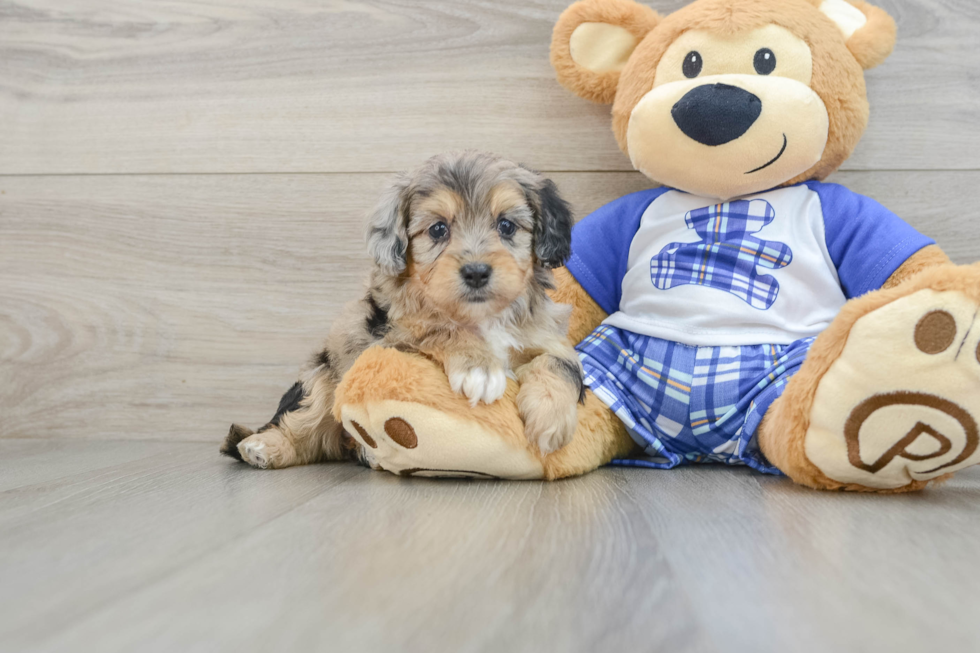 Happy Mini Aussiedoodle Baby