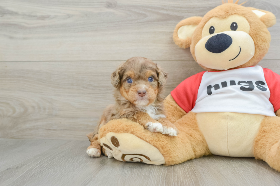 5 week old Mini Aussiedoodle Puppy For Sale - Premier Pups