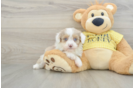 Mini Aussiedoodle Puppy for Adoption
