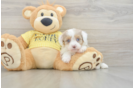 Sweet Mini Aussiedoodle Baby