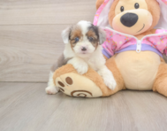 8 week old Mini Aussiedoodle Puppy For Sale - Premier Pups
