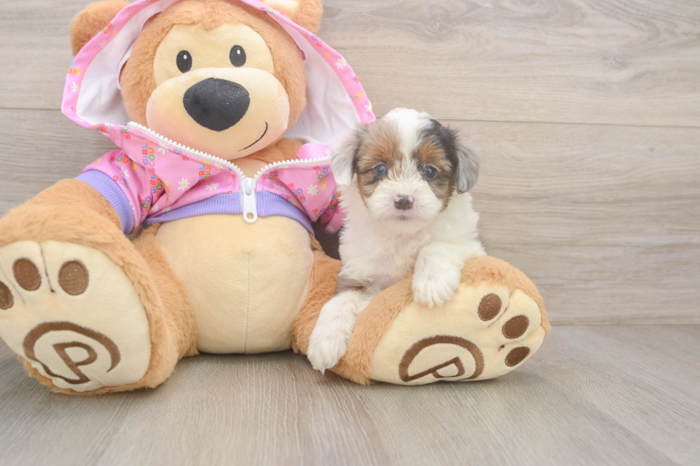 Hypoallergenic Aussiepoo Poodle Mix Puppy