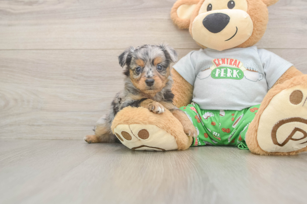 Best Mini Aussiedoodle Baby