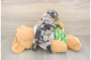 Funny Mini Aussiedoodle Poodle Mix Pup