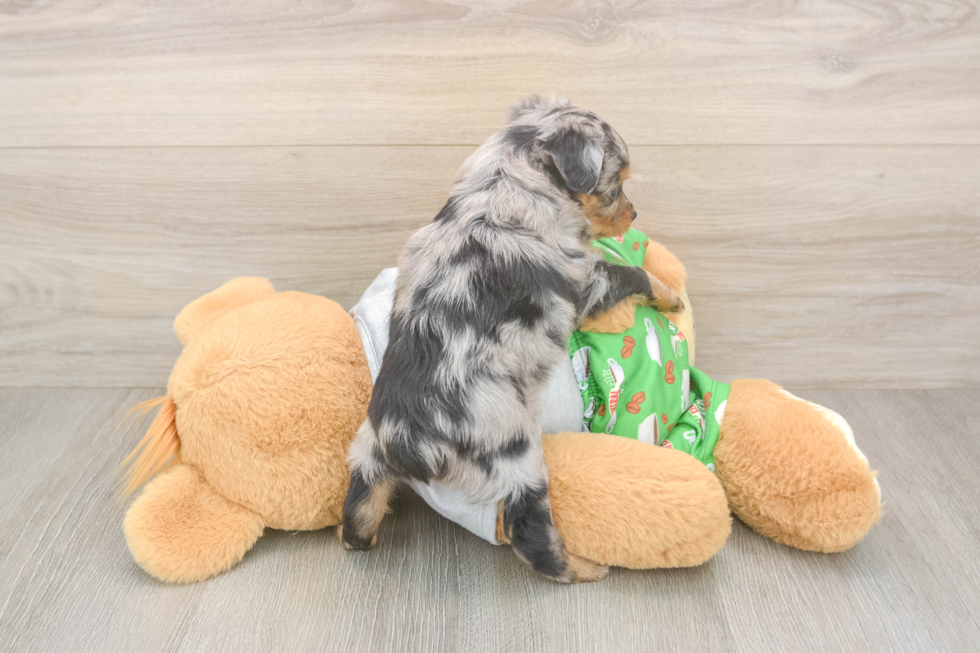 Funny Mini Aussiedoodle Poodle Mix Pup
