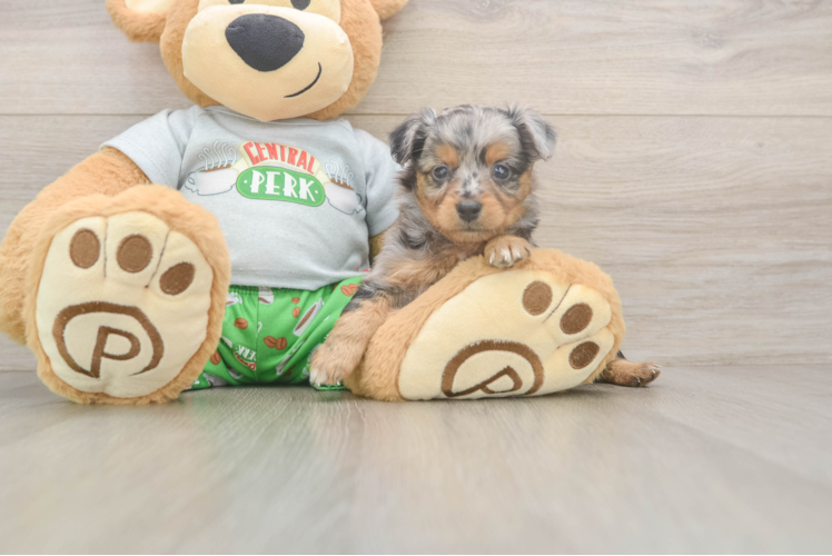 Mini Aussiedoodle Pup Being Cute