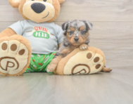 6 week old Mini Aussiedoodle Puppy For Sale - Premier Pups