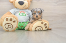Mini Aussiedoodle Pup Being Cute