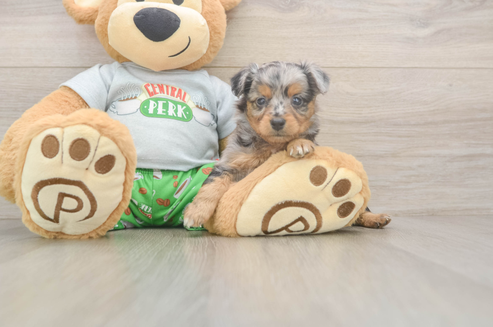 5 week old Mini Aussiedoodle Puppy For Sale - Premier Pups