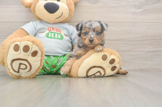 Mini Aussiedoodle Pup Being Cute