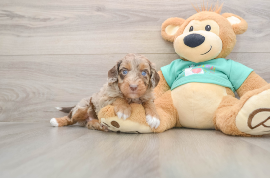 Happy Mini Aussiedoodle Baby