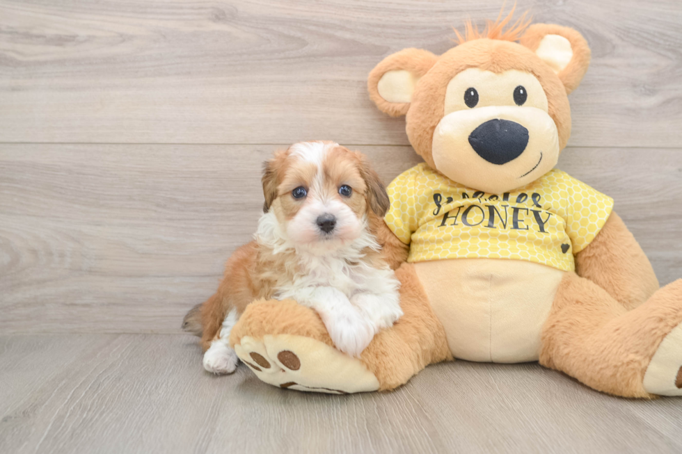 Best Mini Aussiedoodle Baby