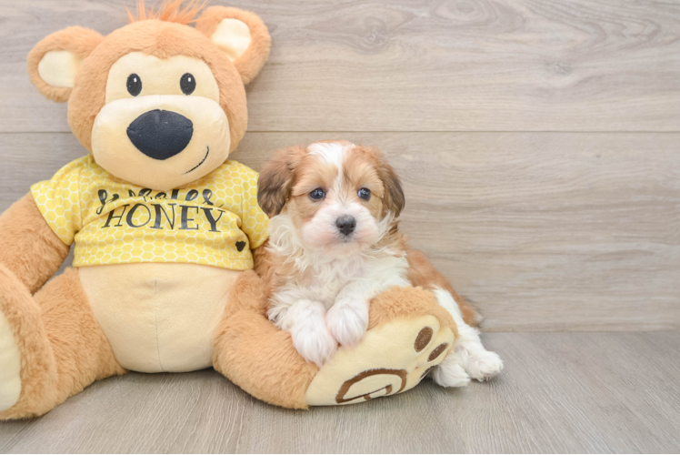 Fluffy Mini Aussiedoodle Poodle Mix Pup