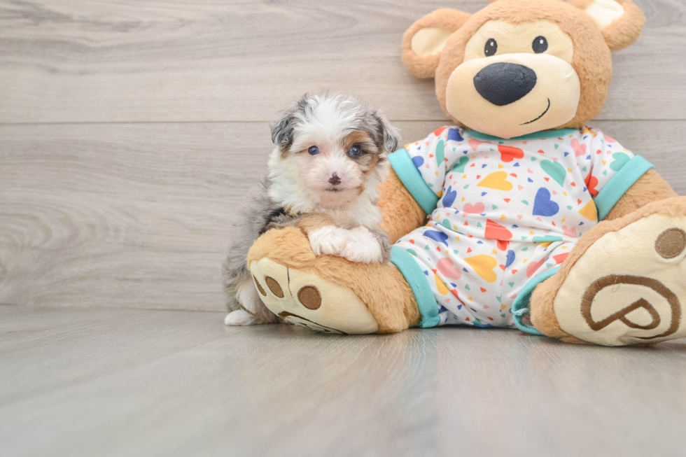 Mini Aussiedoodle Puppy for Adoption