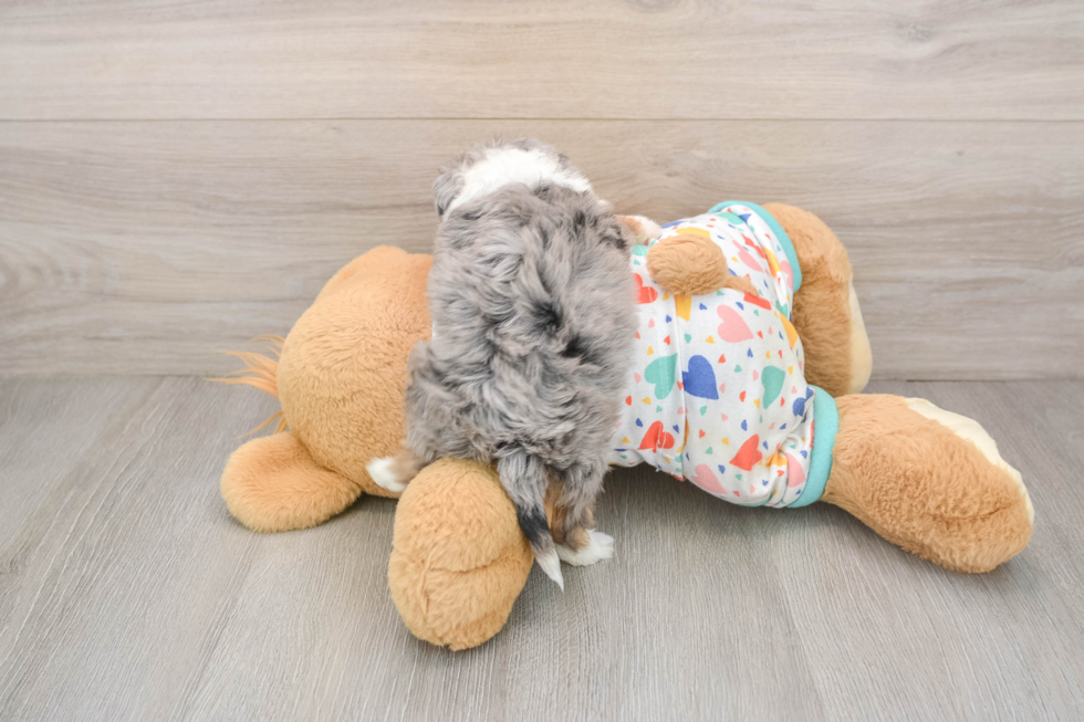 Petite Mini Aussiedoodle Poodle Mix Pup