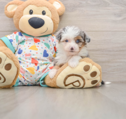 8 week old Mini Aussiedoodle Puppy For Sale - Premier Pups