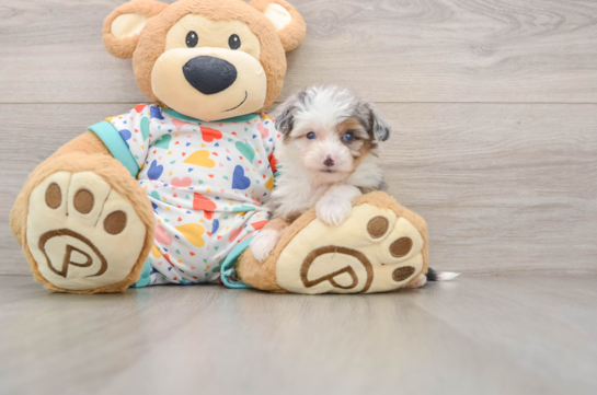 Petite Mini Aussiedoodle Poodle Mix Pup