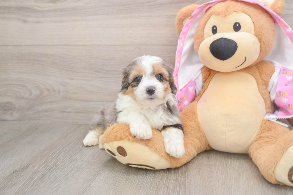 Best Mini Aussiedoodle Baby
