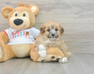 7 week old Mini Aussiedoodle Puppy For Sale - Premier Pups