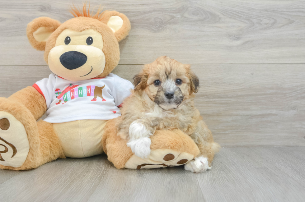 5 week old Mini Aussiedoodle Puppy For Sale - Premier Pups