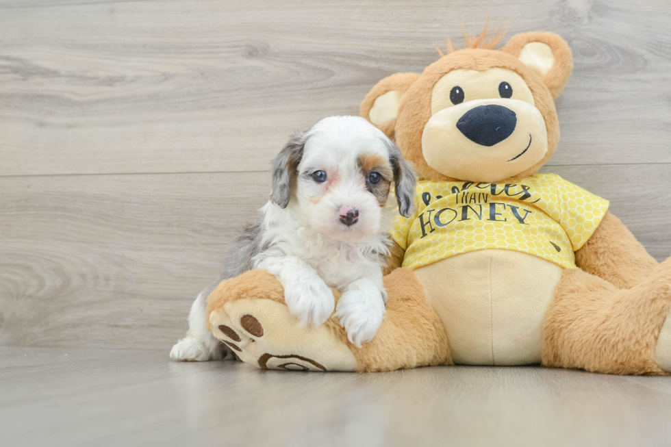 Mini Aussiedoodle Pup Being Cute