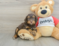 7 week old Mini Aussiedoodle Puppy For Sale - Premier Pups