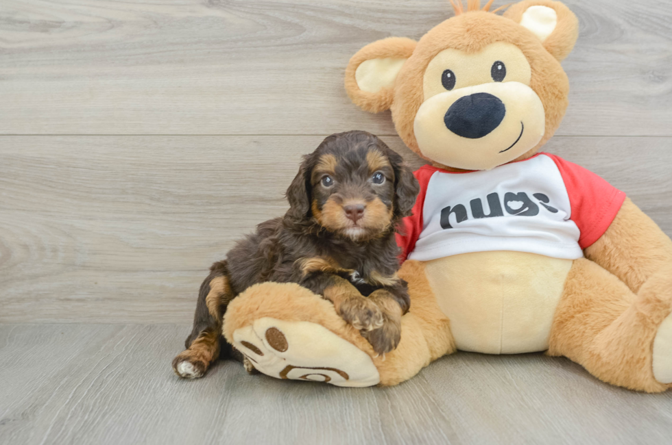 5 week old Mini Aussiedoodle Puppy For Sale - Premier Pups