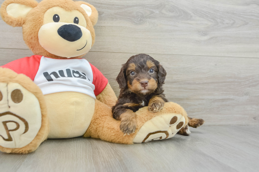 Mini Aussiedoodle Puppy for Adoption