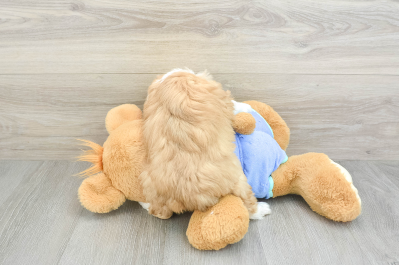 Meet Falk - our Mini Aussiedoodle Puppy Photo 2/3 - Premier Pups
