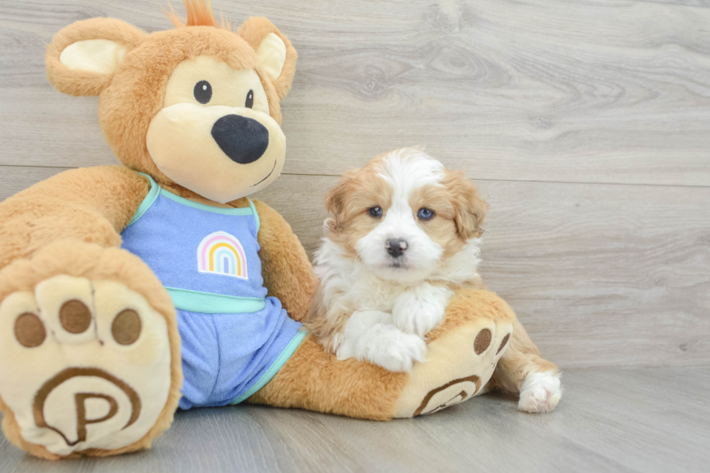 Meet Falk - our Mini Aussiedoodle Puppy Photo 3/3 - Premier Pups