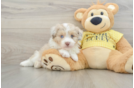 Funny Mini Aussiedoodle Poodle Mix Pup