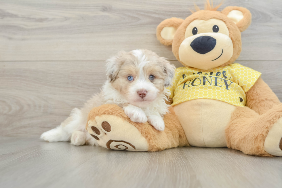 Funny Mini Aussiedoodle Poodle Mix Pup