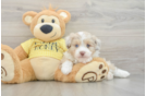 Adorable Mini Australian Shepherd X Poodle Mix Poodle Mix Puppy