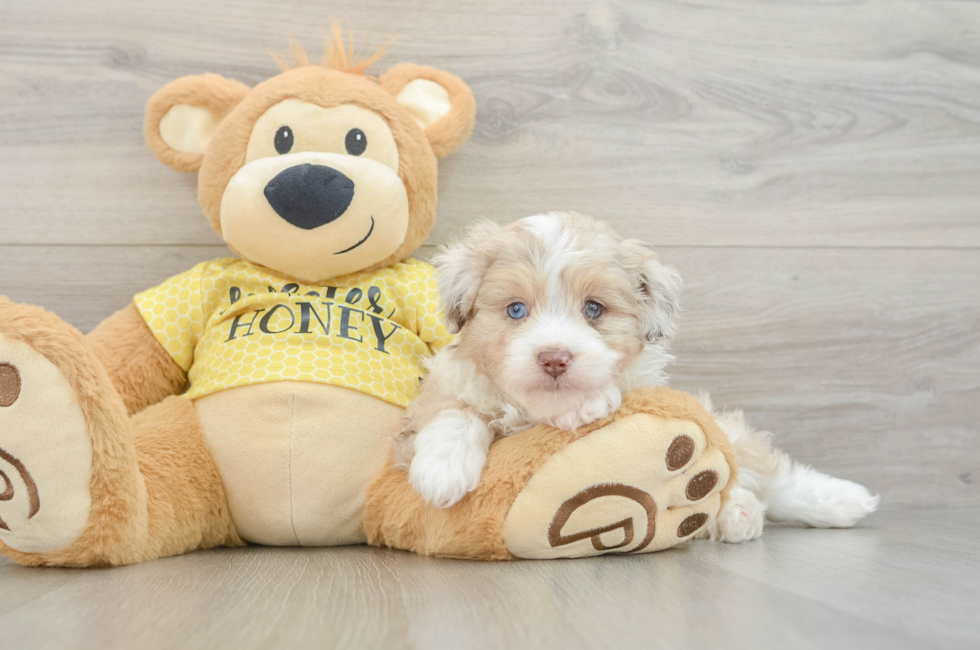 5 week old Mini Aussiedoodle Puppy For Sale - Premier Pups