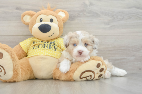 Adorable Mini Australian Shepherd X Poodle Mix Poodle Mix Puppy
