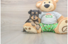 Happy Mini Aussiedoodle Baby