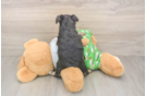 Mini Aussiedoodle Puppy for Adoption