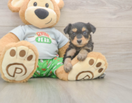 6 week old Mini Aussiedoodle Puppy For Sale - Premier Pups