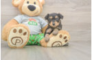 Best Mini Aussiedoodle Baby