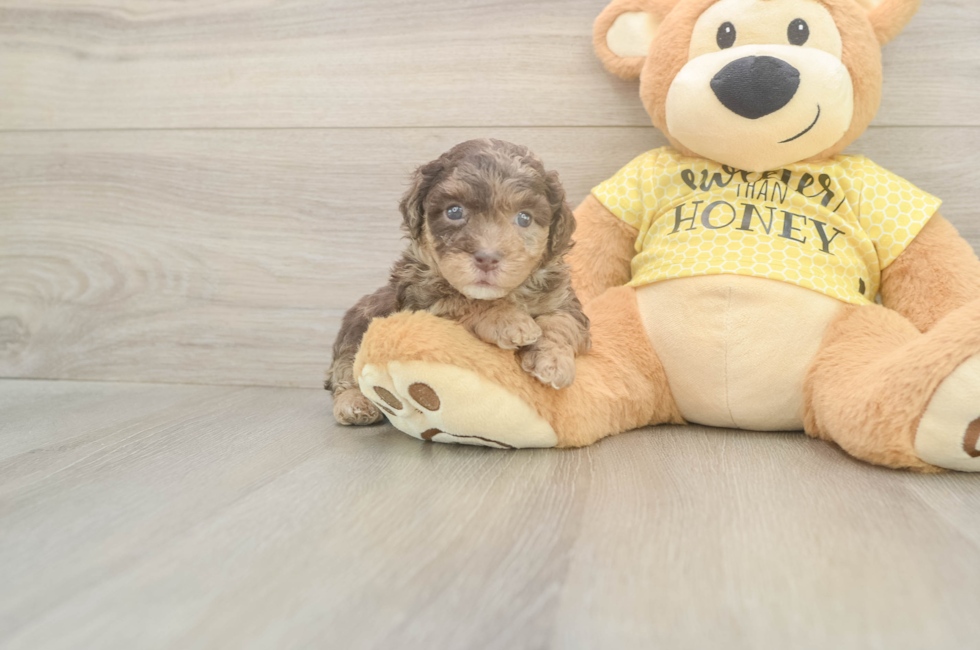 5 week old Mini Aussiedoodle Puppy For Sale - Premier Pups